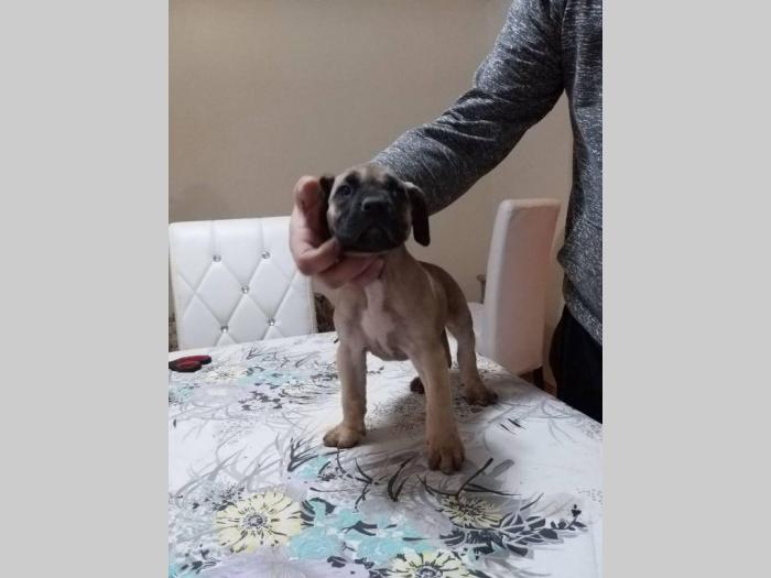 dogo canario vrhunsko leglo besplatni mali oglasi