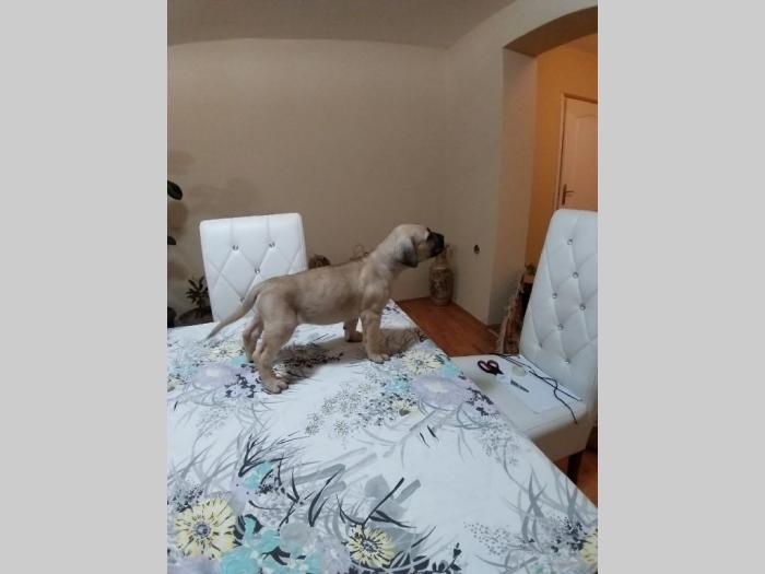 dogo canario vrhunsko leglo besplatni mali oglasi