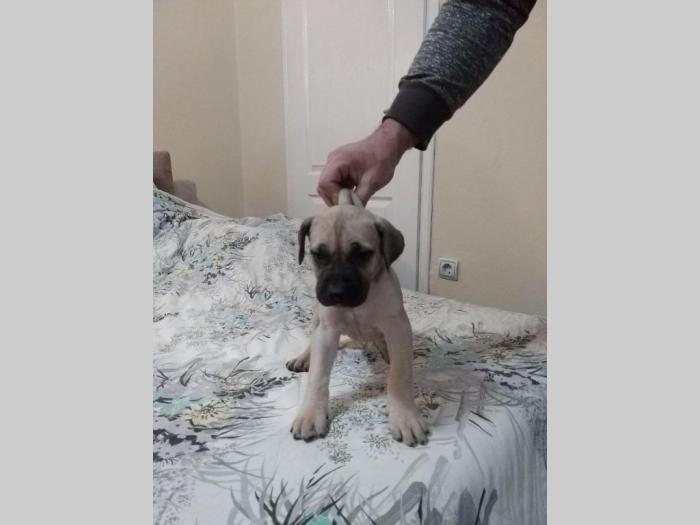 dogo canario vrhunsko leglo besplatni mali oglasi