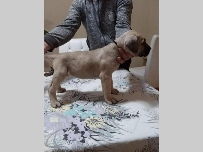 dogo canario vrhunsko leglo besplatni mali oglasi