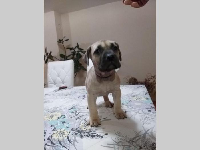 dogo canario vrhunsko leglo besplatni mali oglasi