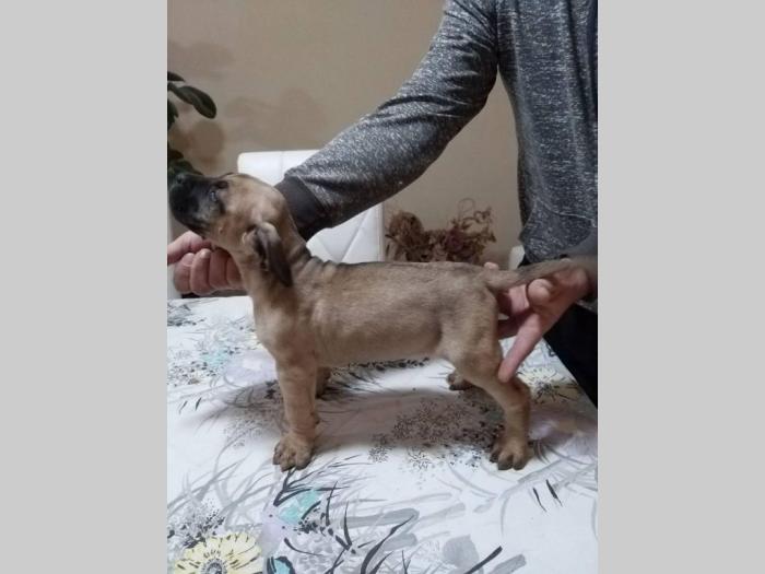 dogo canario vrhunsko leglo besplatni mali oglasi