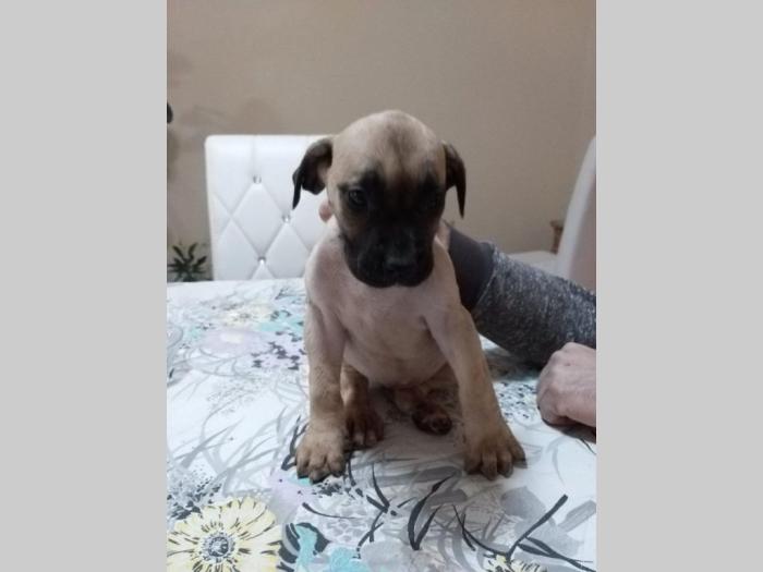dogo canario vrhunsko leglo besplatni mali oglasi