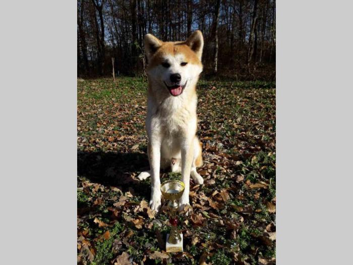 akita inu prelepi mužjak slobodan za parenje besplatni mali oglasi
