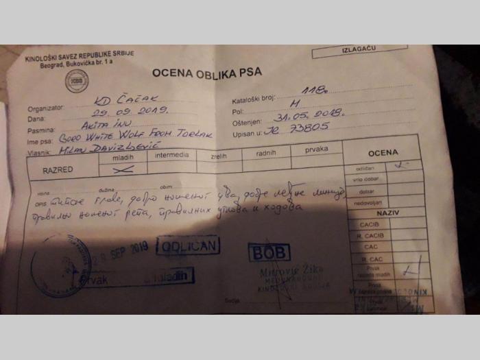 akita inu prelepi mužjak slobodan za parenje besplatni mali oglasi