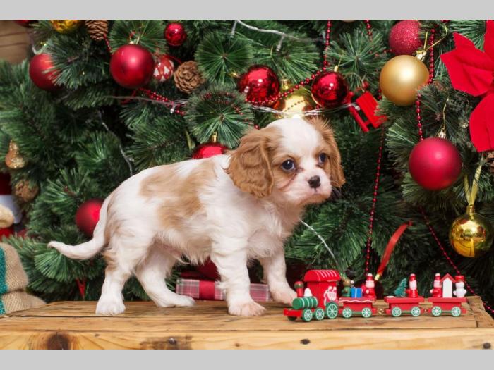 španiel štenci cavalier king charles besplatni mali oglasi