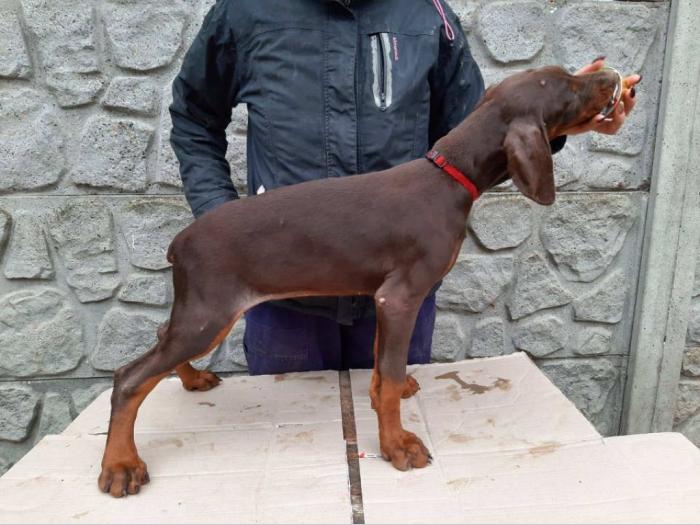 doberman braon štenci di gobelja besplatni mali oglasi