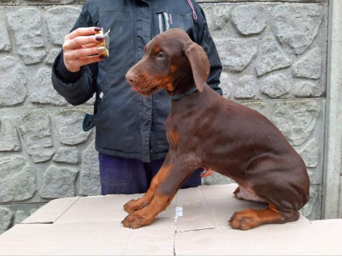 doberman braon štenci di gobelja besplatni mali oglasi