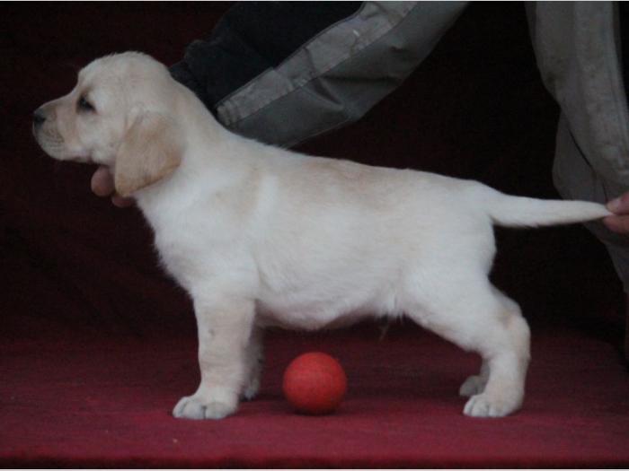 labrador retriver vrhunsko leglo besplatni mali oglasi