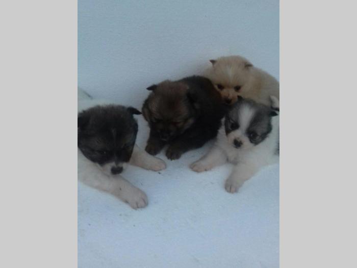 nemački špic štenci stari 5 nedelja besplatni mali oglasi