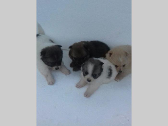 nemački špic štenci stari 5 nedelja besplatni mali oglasi