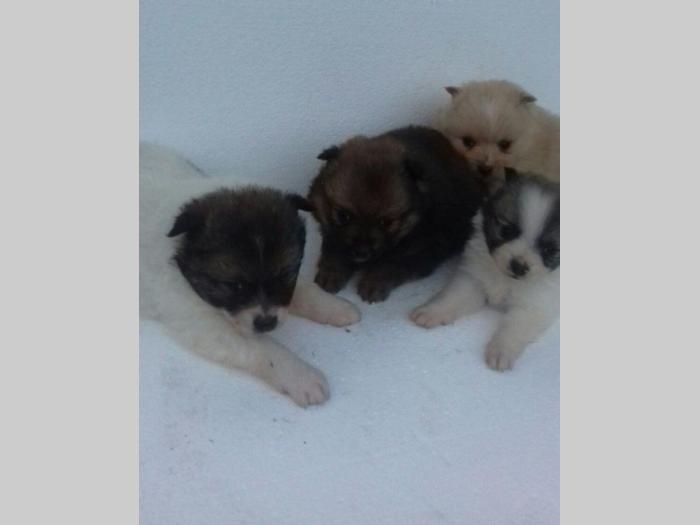 nemački špic štenci stari 5 nedelja besplatni mali oglasi
