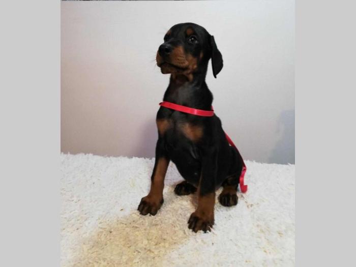 štenci doberman vrhunskog porekla besplatni mali oglasi