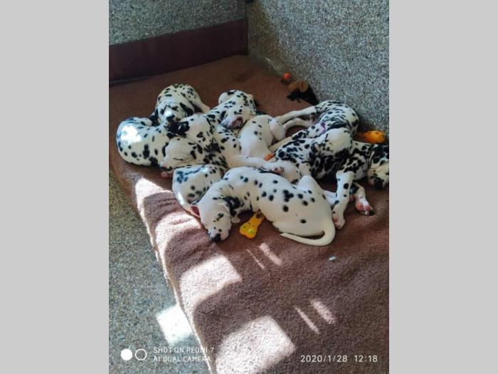 dalmatinci štenci vrhunskog porekla besplatni mali oglasi