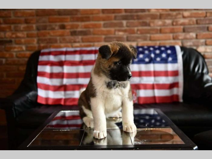 američke akite 6 mužjaka na prodaju besplatni mali oglasi