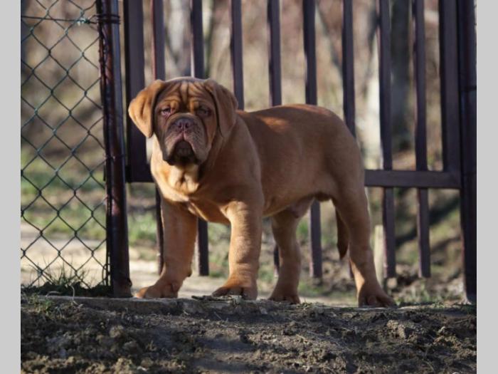 brodske doge dva prvobirana mužjaka besplatni mali oglasi