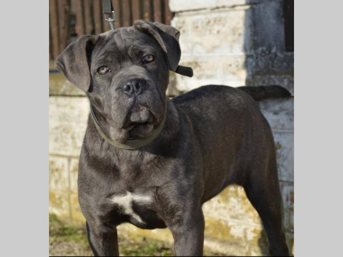 siva ženka cane corso na prodaju besplatni mali oglasi
