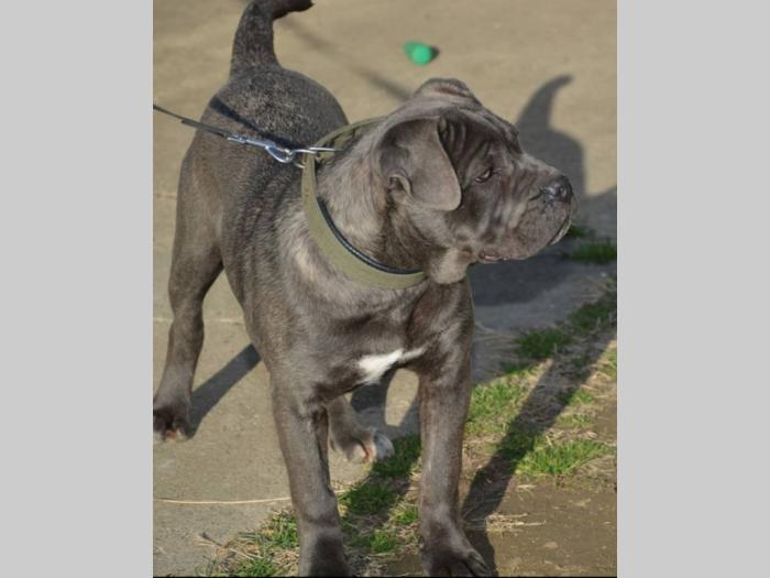 siva ženka cane corso na prodaju besplatni mali oglasi