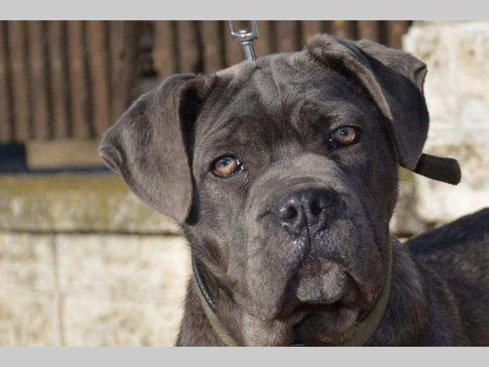 siva ženka cane corso na prodaju besplatni mali oglasi