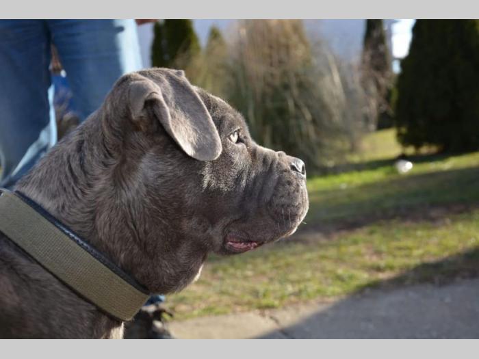 siva ženka cane corso na prodaju besplatni mali oglasi