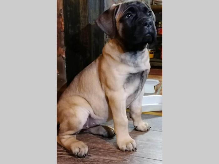 štenci bullmastifa stari 2,5 meseca besplatni mali oglasi