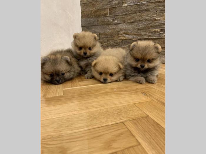 pomeranac boo štenci na prodaju besplatni mali oglasi