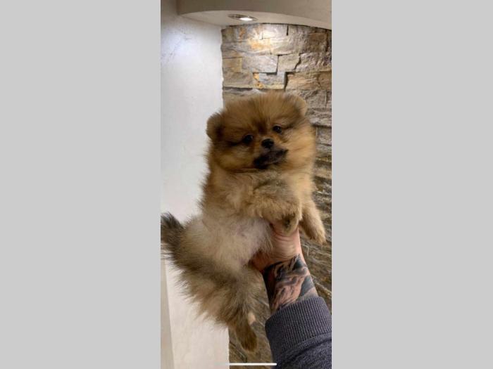 pomeranac boo štenci na prodaju besplatni mali oglasi