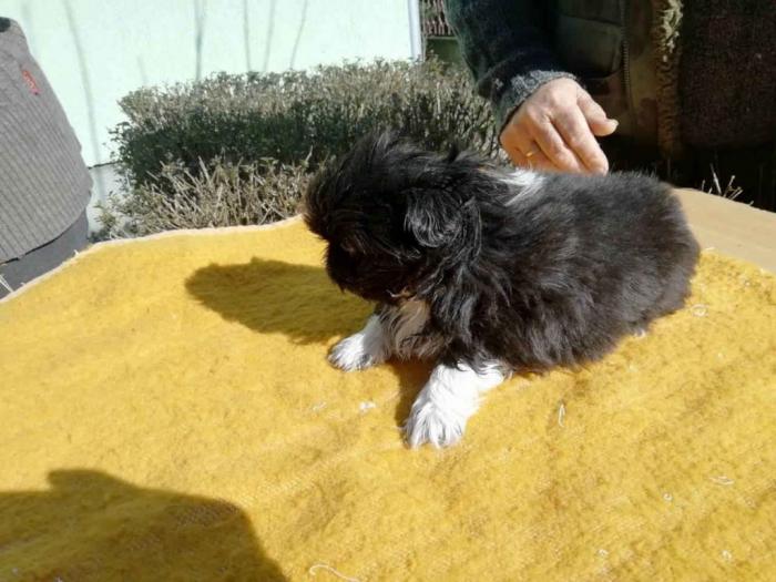 dugodlaki pekinezer štenci šampionskog porekla besplatni mali oglasi
