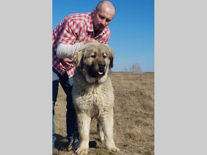kavkaski ovčar vrhunski odrasli psi besplatni mali oglasi