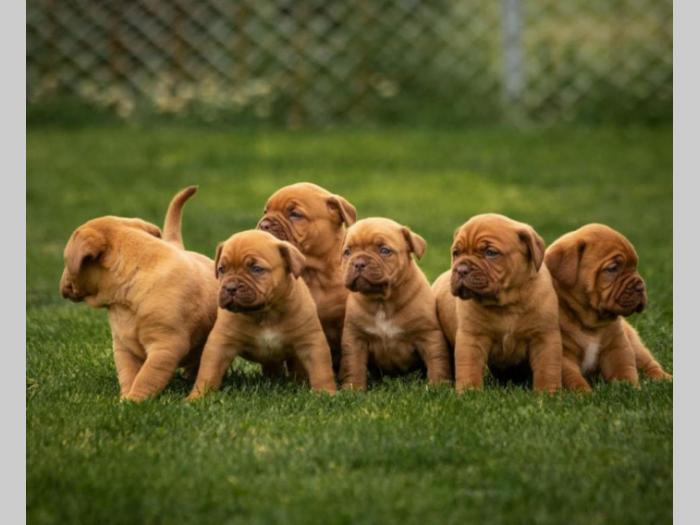 bordoške doge štenci odličnih krvnih linija besplatni mali oglasi