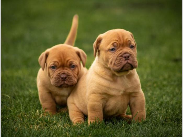 bordoške doge štenci odličnih krvnih linija besplatni mali oglasi