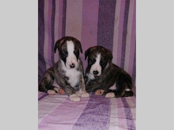whippet mali engleski hrt štenci besplatni mali oglasi