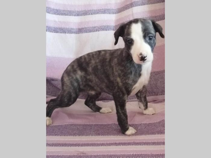 whippet mali engleski hrt štenci besplatni mali oglasi