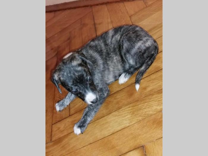 whippet mali engleski hrt štenci besplatni mali oglasi