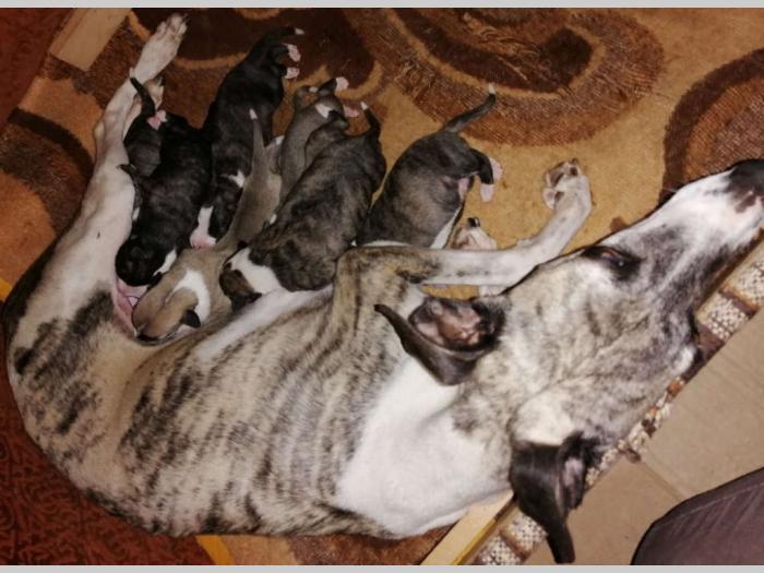 whippet mali engleski hrt štenci besplatni mali oglasi
