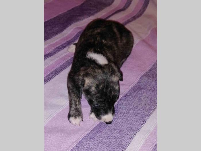 whippet mali engleski hrt štenci besplatni mali oglasi