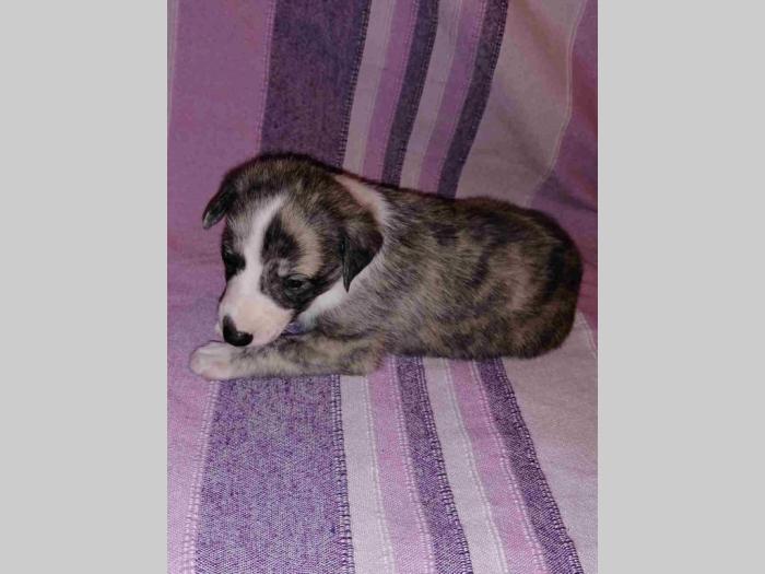 whippet mali engleski hrt štenci besplatni mali oglasi