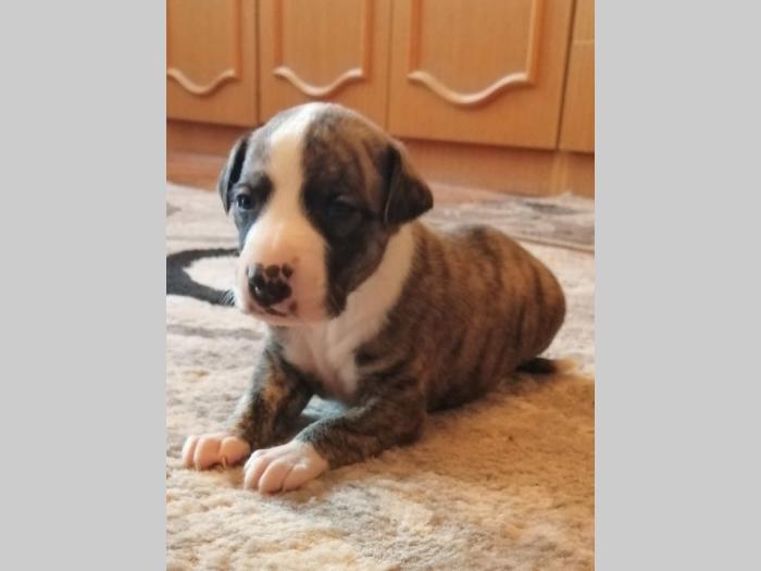 whippet mali engleski hrt štenci besplatni mali oglasi