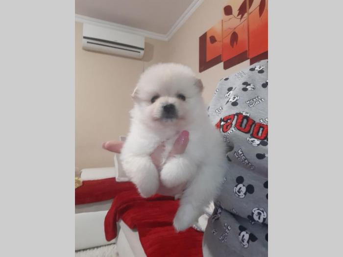 pomeranci boo mede besplatni mali oglasi