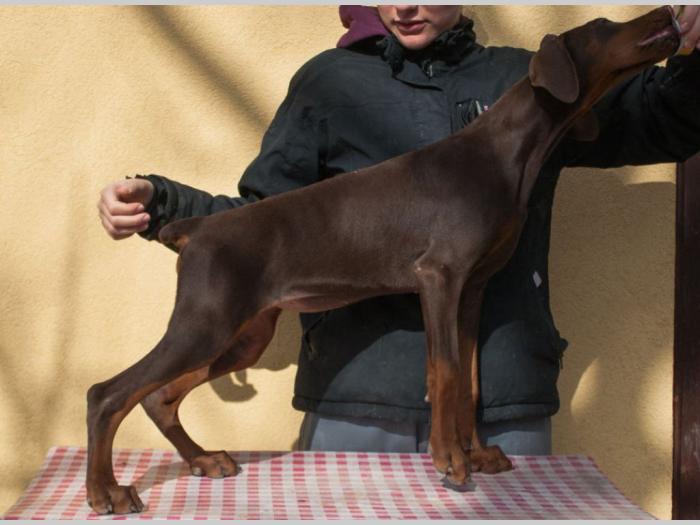 doberman di gobelja braon štenci besplatni mali oglasi