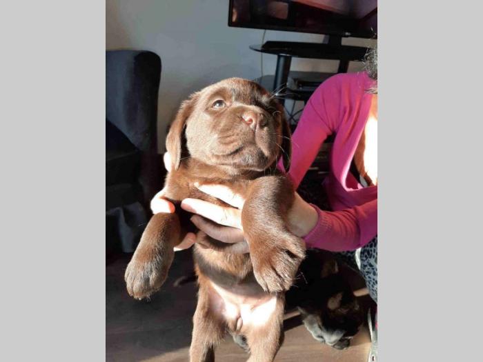 labrador retriveri vrhunskog kvaliteta besplatni mali oglasi