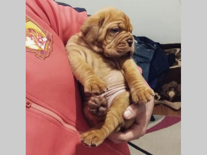 bordoške doge vrhunskog pedigrea besplatni mali oglasi
