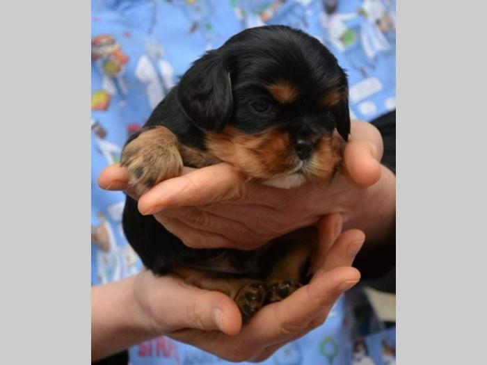 cavalier king charles španijel besplatni mali oglasi