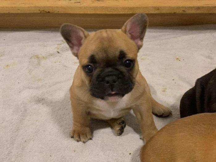francuski buldog štenci izložbenog kvaliteta besplatni mali oglasi