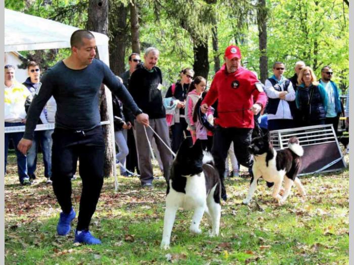 američka akita ženka stara 3 godine besplatni mali oglasi