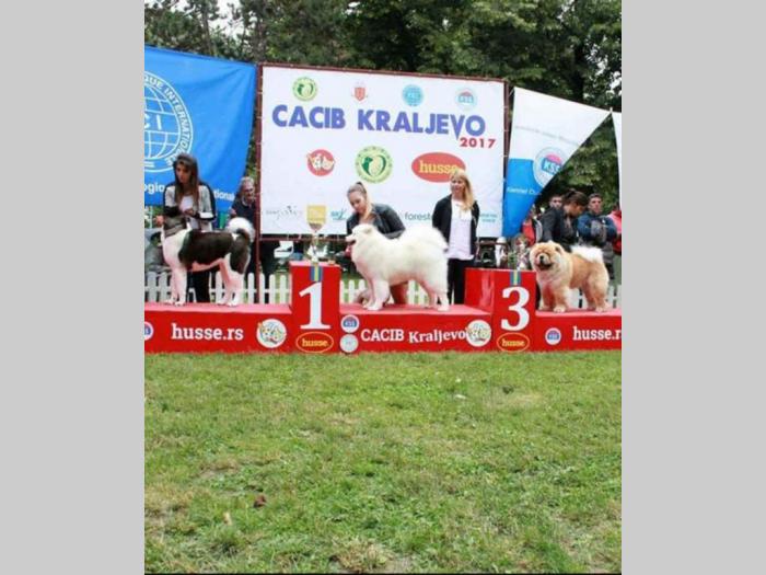 američka akita ženka stara 3 godine besplatni mali oglasi