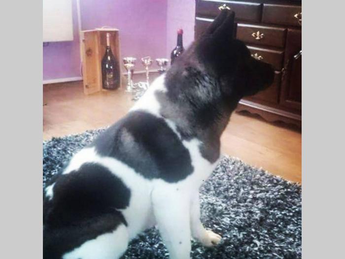 američka akita ženka stara 3 godine besplatni mali oglasi