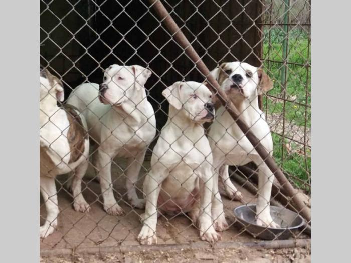 američki buldog štenci besplatni mali oglasi
