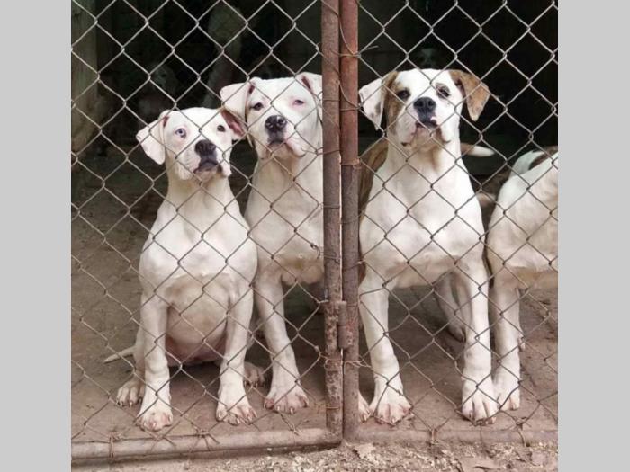 američki buldog štenci besplatni mali oglasi