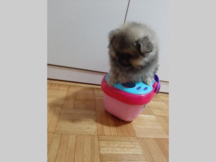na prodaju štenci pomeranaca besplatni mali oglasi